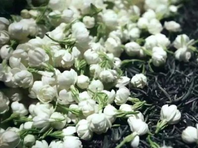 喝茶治口臭嗎，什么茶治口臭好？