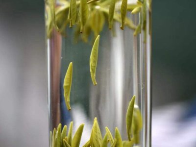 茶葉的專業(yè)知識，關(guān)于茶的基本知識大全