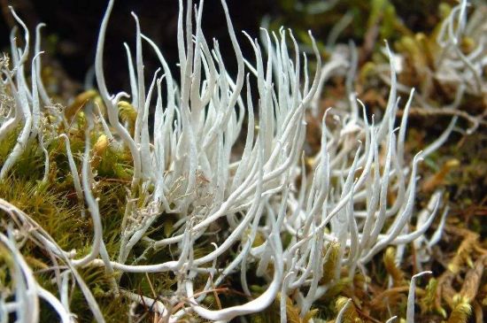 麗江雪茶的禁忌，白雪茶的副作用