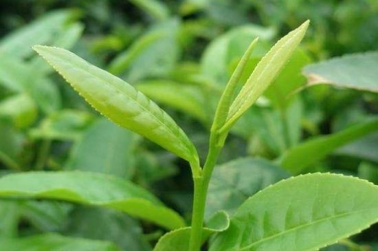 最耐泡的茶葉排名，什么茶葉經(jīng)久耐泡？