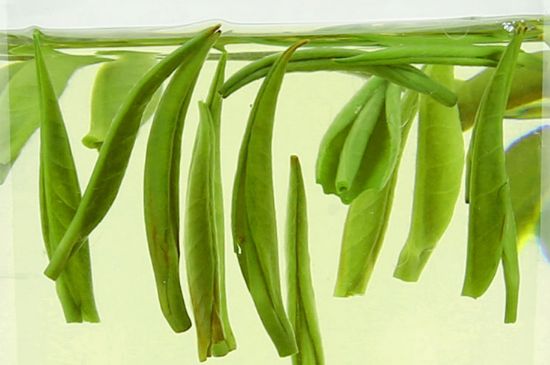 雀舌茶什么人不能喝，雀舌茶的功效與禁忌