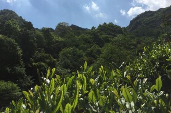 六安瓜片適合什么人喝，六安瓜片的功效與禁忌