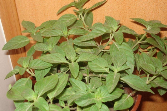 薄荷茶的功效與作用，喝薄荷茶有什么好處？