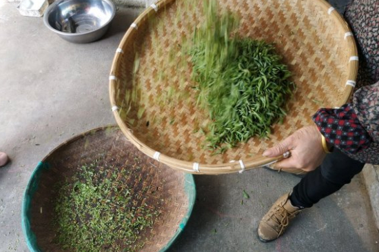 炒青茶為什么便宜，炒青綠茶好喝嗎？