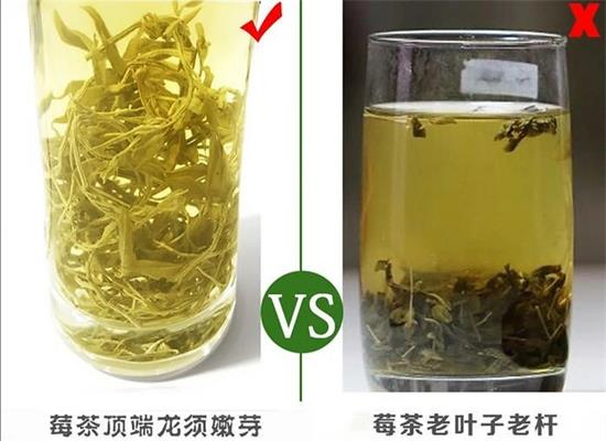 張家界茅巖莓茶與藤茶是同一種茶嗎，藤茶跟莓茶一不一樣？