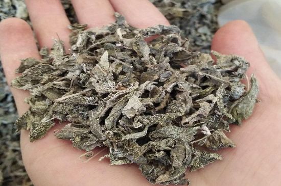 張家界莓茶真假對(duì)比，野生莓茶的鑒別方法