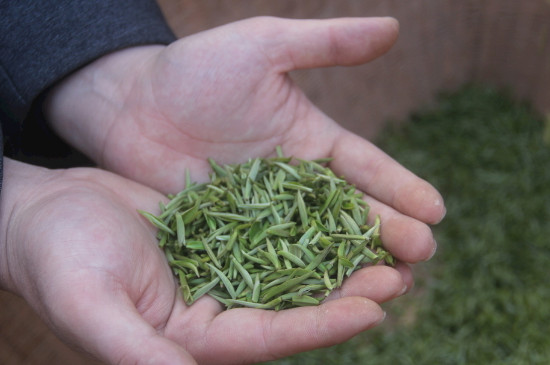 茶葉可以放冰箱嗎，茶需要放冰箱保存嗎