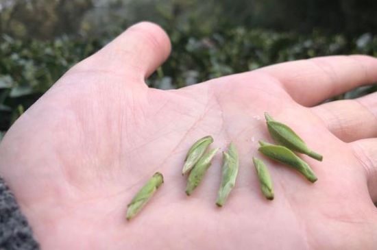 春茶季怎么辨別白毫銀針的好壞，好的白毫銀針如何選購(gòu)？