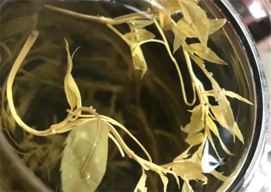 張家界茅巖莓茶與藤茶是同一種茶嗎，藤茶跟莓茶一不一樣？