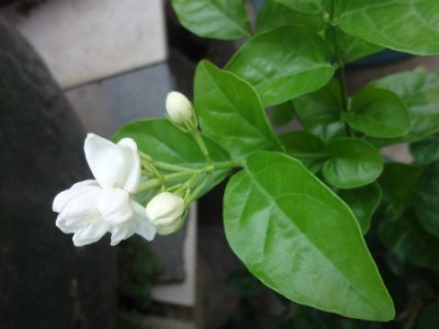 茉莉和什么一起泡最好，茉莉茶有幾種搭配？