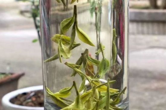 蒸汽煮茶器適合什么茶，蒸汽煮茶器適合用綠茶嗎？