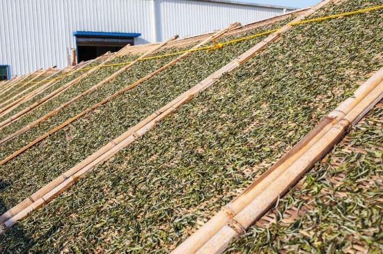 武夷巖茶的初制、精制加工工藝詳細講解