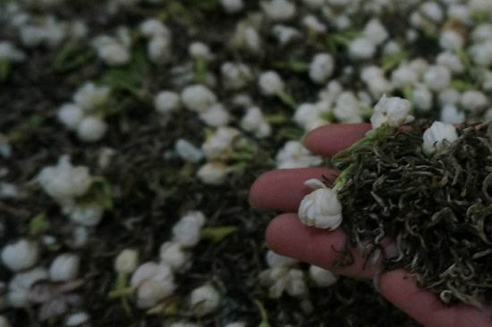 茉莉茶的種類(lèi)和等級(jí)，茉莉花茶的分類(lèi)