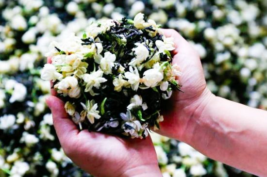 茉莉花和什么在一起喝好，茉莉花喝什么茶搭配？