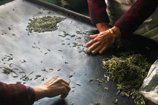 武夷巖茶的初制、精制加工工藝詳細講解
