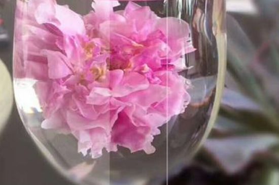 干玫瑰花泡水放幾顆，玫瑰花泡水一次放幾朵？