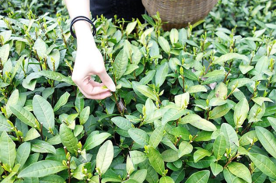 采茶的方法與步驟，如何正確采摘茶葉？