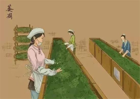制茶八步驟，制茶工藝流程圖
