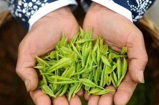 摘茶葉最快的方法，采摘茶葉怎么才能快？