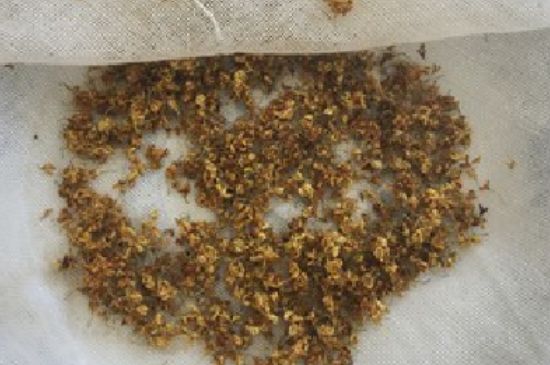 干桂花茶的制作方法，怎樣自制桂花茶？