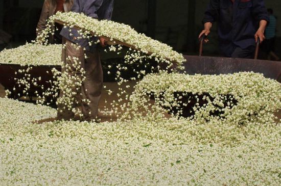 茉莉龍珠怎么做的，茉莉龍珠的制作工藝