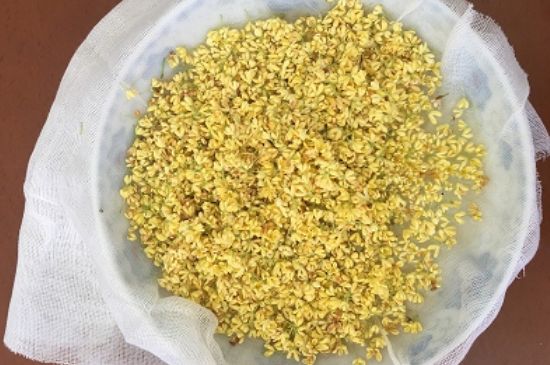 干桂花茶的制作方法，怎樣自制桂花茶？