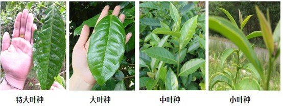 摘茶葉最快的方法，采摘茶葉怎么才能快？