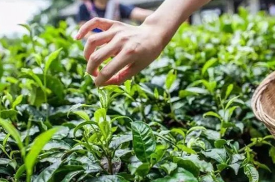 綠茶加工工藝流程圖，綠茶的加工制作包含哪幾個步驟？