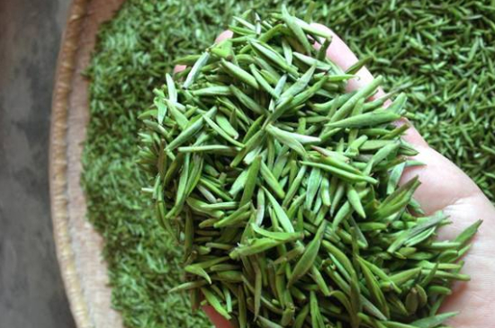 采茶的方法與步驟，如何正確采摘茶葉？