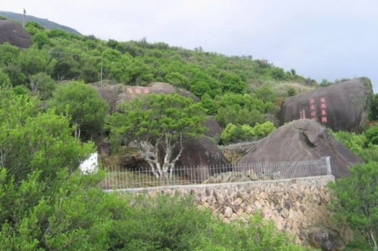 宋種一號價(jià)值為什么高，鳳凰單樅宋種1號價(jià)格與產(chǎn)量多少？