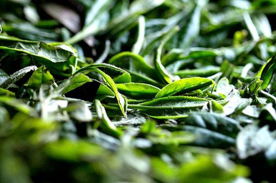 荒野銀針市場價多少，真正的荒野白毫銀針多少錢？