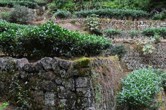 拼配的馬頭巖肉桂，還配叫馬肉嗎？請叫它“馬頭巖大紅袍”