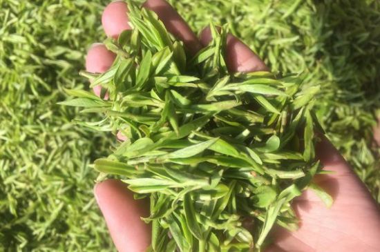 龍井好喝還是毛尖好喝，綠茶是龍井好還是毛尖好？