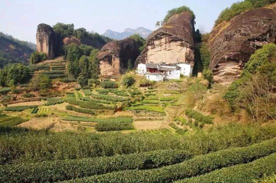 馬頭巖肉桂是大紅袍嗎，大紅袍肉桂屬于什么茶？