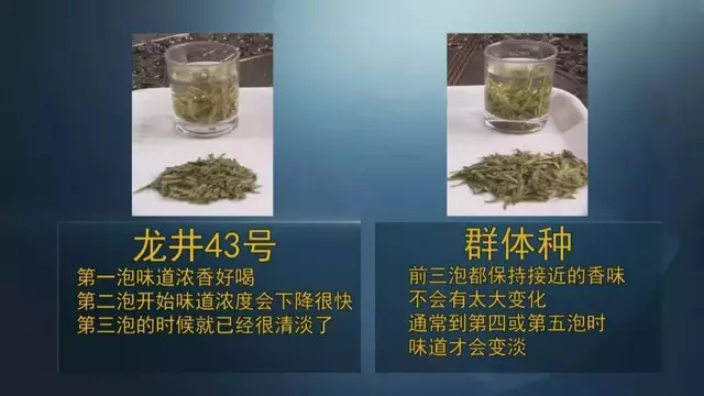 龍井群體種和43號的區(qū)別圖片，龍井43和群體種哪個好喝？