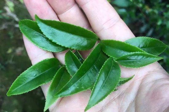 鋸朵仔跟鴨屎香哪個(gè)貴，鋸朵子和鴨屎香哪個(gè)好喝？