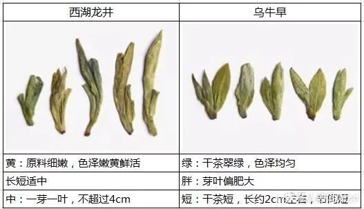 烏牛早和龍井的區(qū)別圖片，龍井43號和烏牛早茶的對比