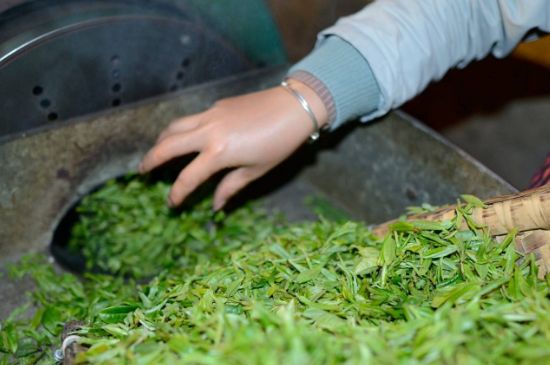 雀舌有一股青草味，雀舌為什么有青草味？