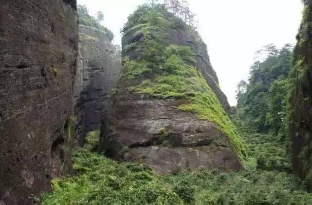 武夷山為什么盛產(chǎn)茶葉，武夷山茶為什么好喝？