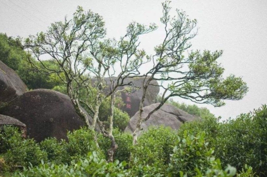 宋種一號價(jià)值為什么高，鳳凰單樅宋種1號價(jià)格與產(chǎn)量多少？