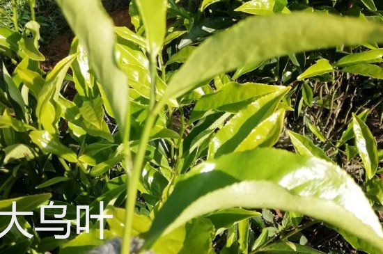 鴨屎香和大烏葉是同一種茶葉嗎，單叢大烏葉和鴨屎香有什么區(qū)別？