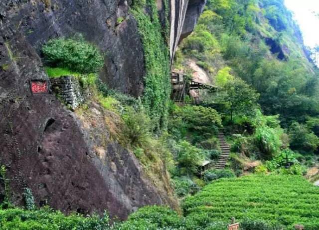 武夷山為什么盛產(chǎn)茶葉，武夷山茶為什么好喝？