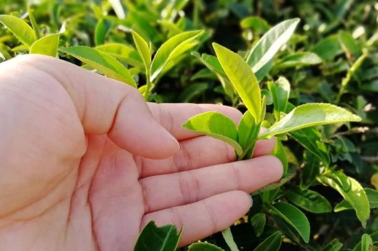 大紅袍四大品種有哪些，大紅袍的種類和著名品種特點(diǎn)介紹