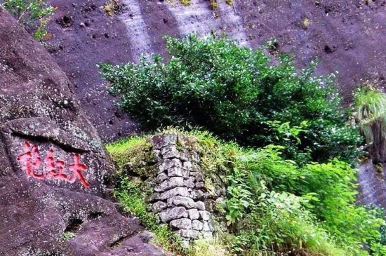 宋種一號價(jià)值為什么高，鳳凰單樅宋種1號價(jià)格與產(chǎn)量多少？