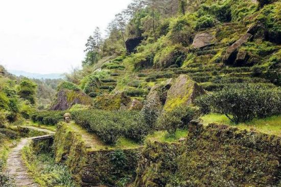 肉桂茶和大紅袍哪個(gè)貴，武夷山肉桂與大紅袍的價(jià)格比較