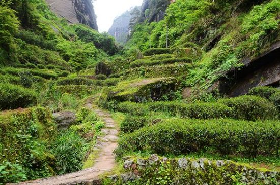 肉桂茶和大紅袍哪個(gè)貴，武夷山肉桂與大紅袍的價(jià)格比較