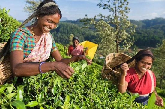 中國最好紅茶排名，中國最著名的十大紅茶