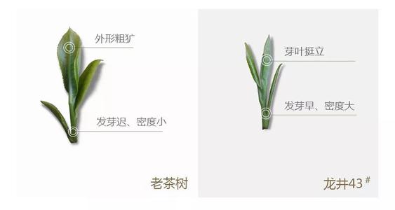 43號(hào)龍井屬于好茶嗎，龍井茶43號(hào)是什么意思？