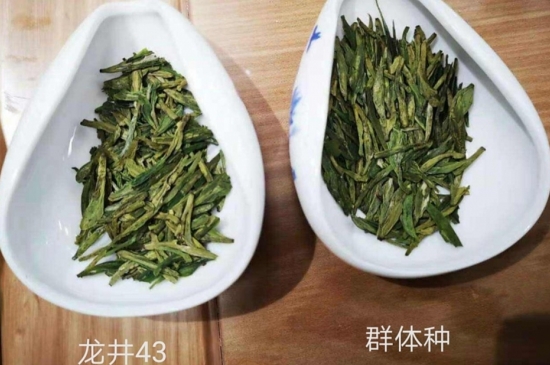 43號(hào)龍井屬于好茶嗎，龍井茶43號(hào)是什么意思？