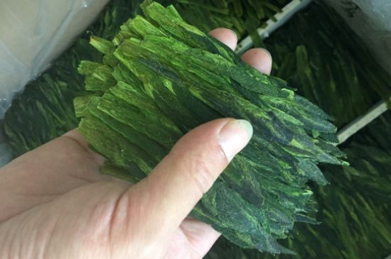 什么綠茶味道濃香，那個綠茶比較濃香？